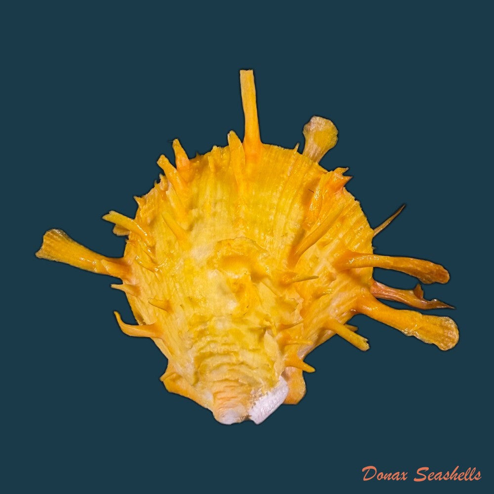 spondylus-ictericus-reeve-1856-70-8mm-copia