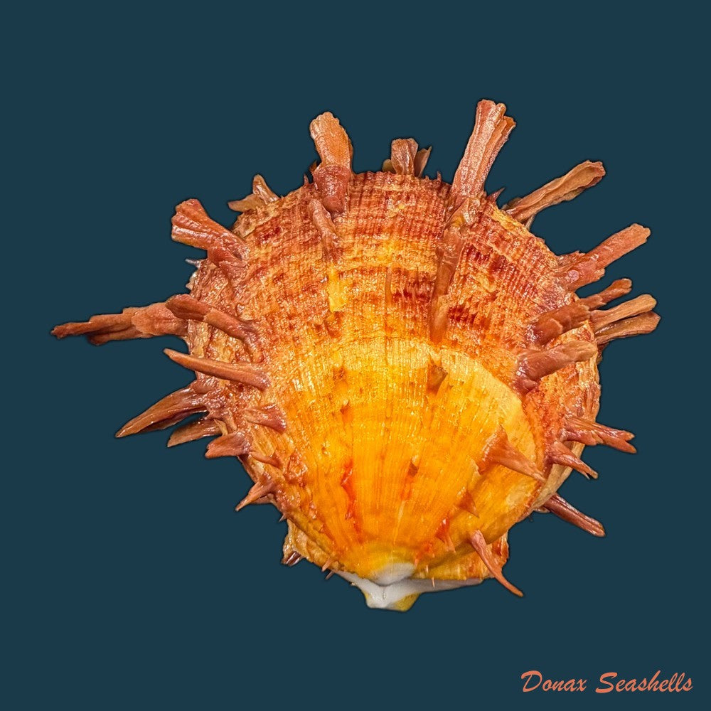 spondylus-ictericus-reeve-1856-74-8mm-copia