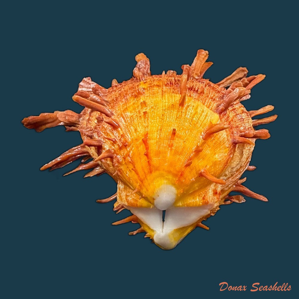 spondylus-ictericus-reeve-1856-74-8mm-copia