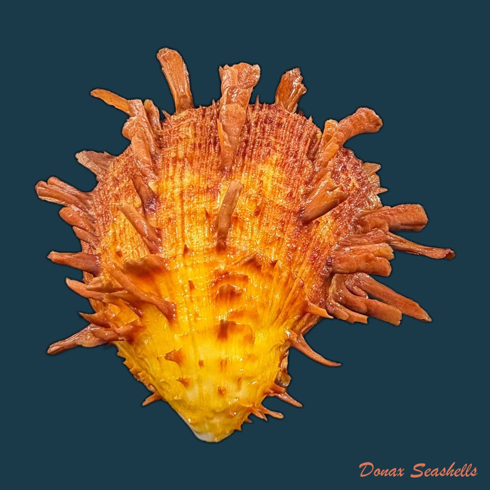 spondylus-ictericus-reeve-1856-74-8mm-copia