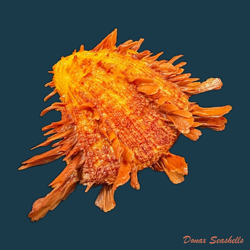 spondylus-ictericus-reeve-1856-74-8mm-copia