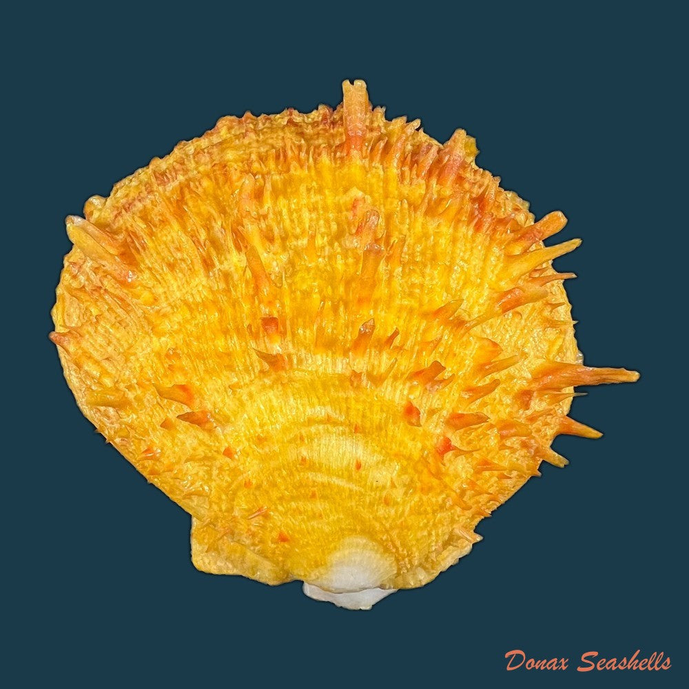 spondylus-ictericus-reeve-1856-75-6mm-copia