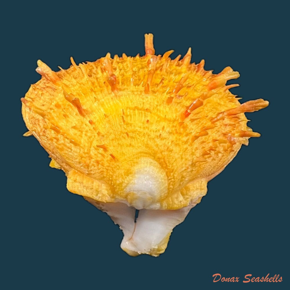 spondylus-ictericus-reeve-1856-75-6mm-copia