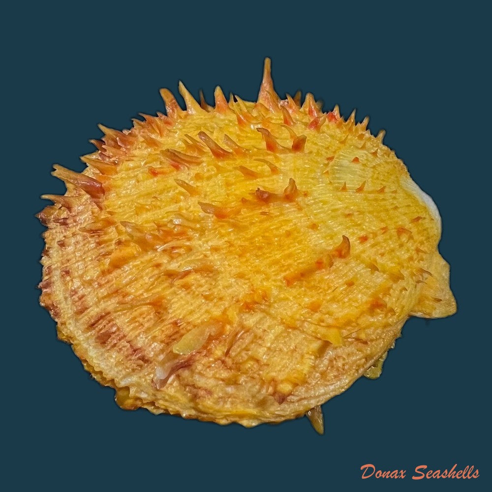 spondylus-ictericus-reeve-1856-75-6mm-copia