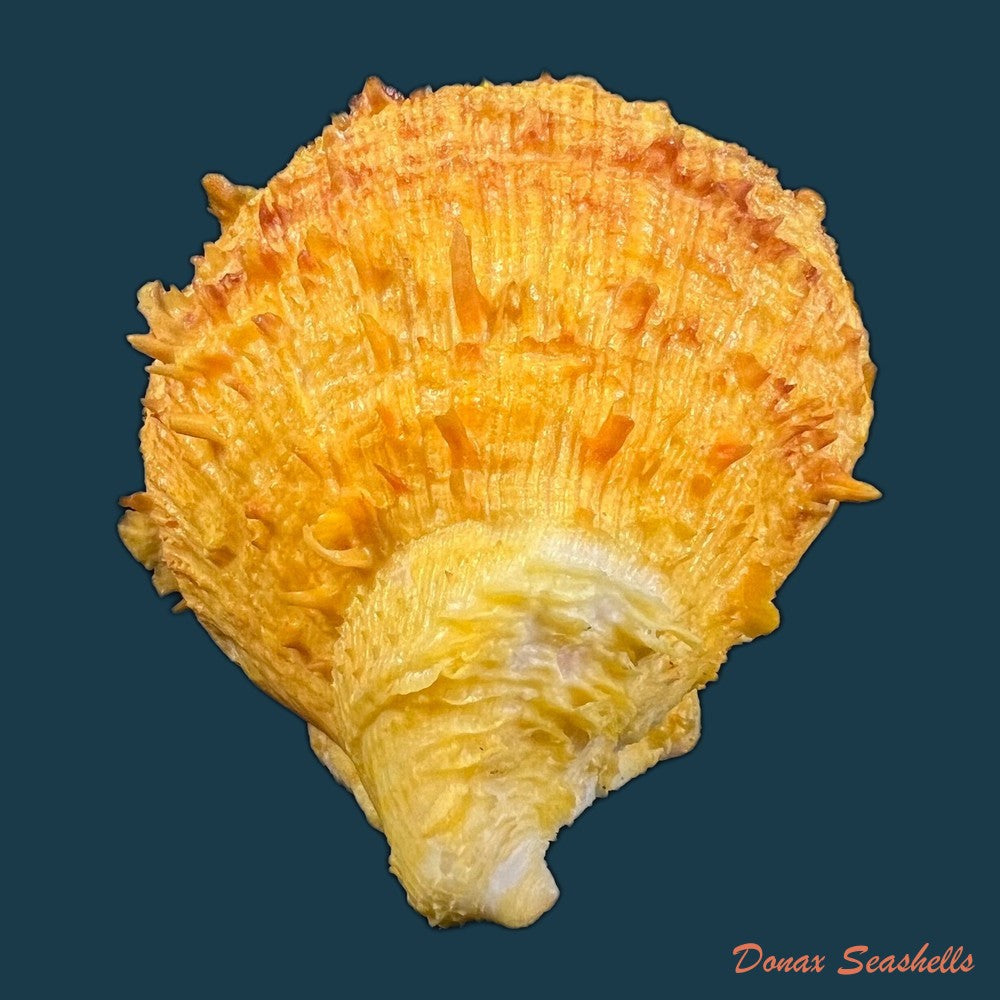spondylus-ictericus-reeve-1856-75-6mm-copia