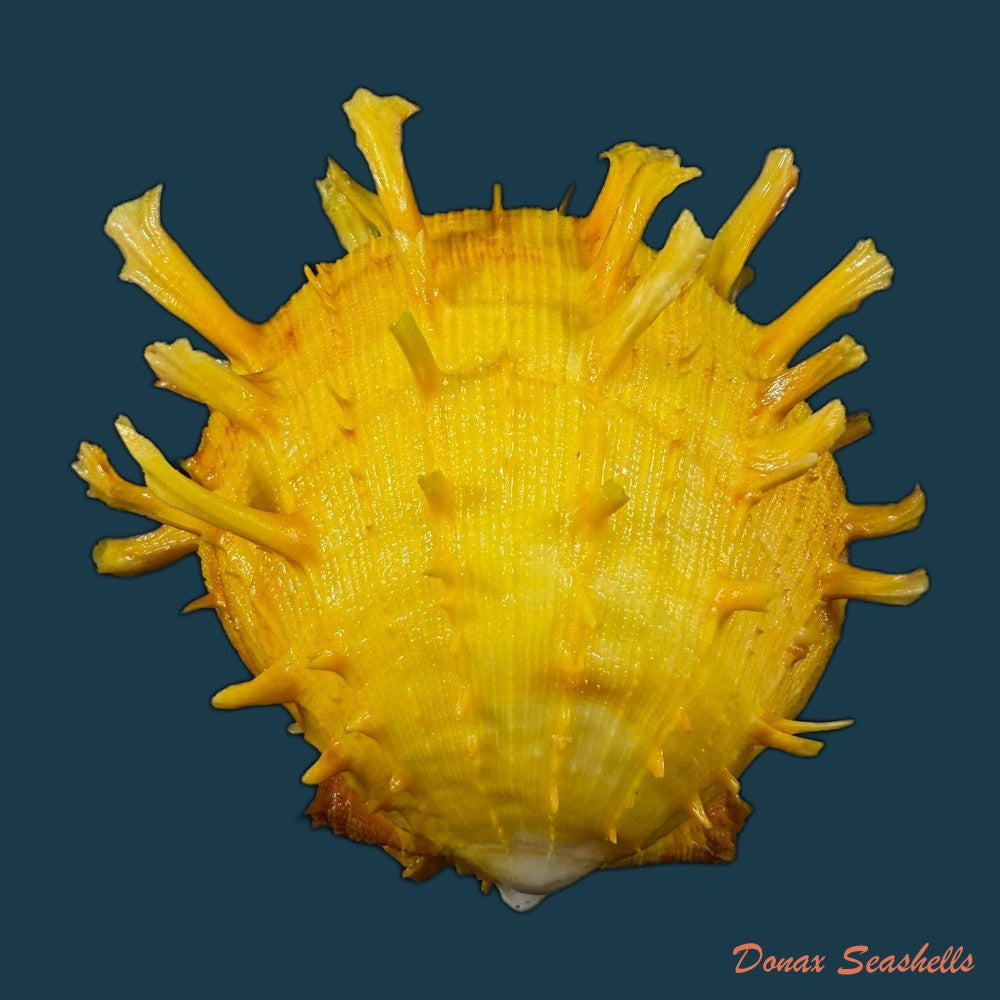 spondylus-ictericus-reeve-1856-80-4mm-copia-1