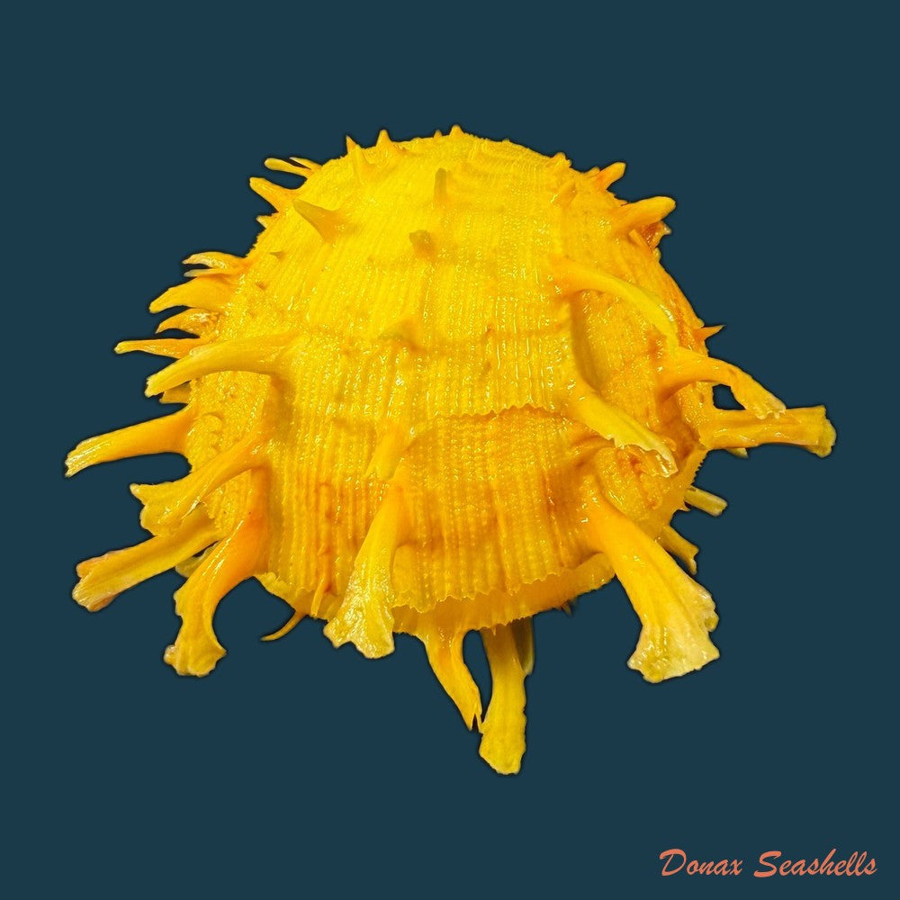 spondylus-ictericus-reeve-1856-80-4mm-copia-1