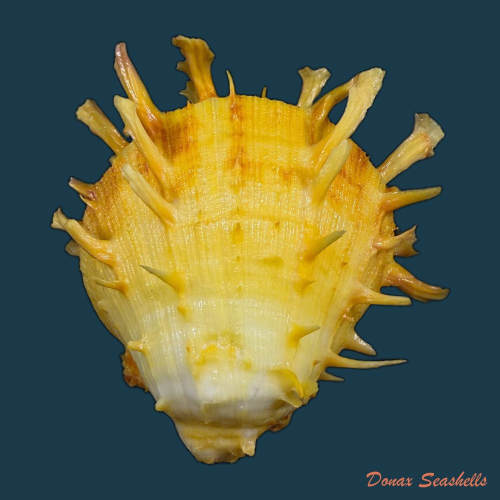 spondylus-ictericus-reeve-1856-80-4mm-copia-1