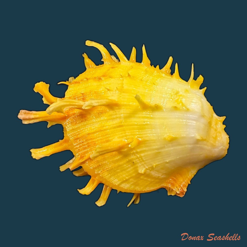 spondylus-ictericus-reeve-1856-80-4mm-copia-1
