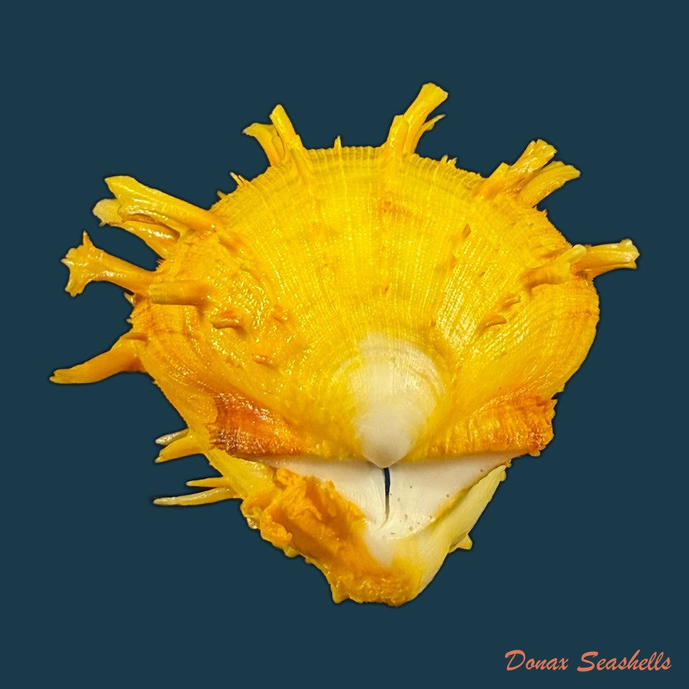 spondylus-ictericus-reeve-1856-80-4mm-copia-1