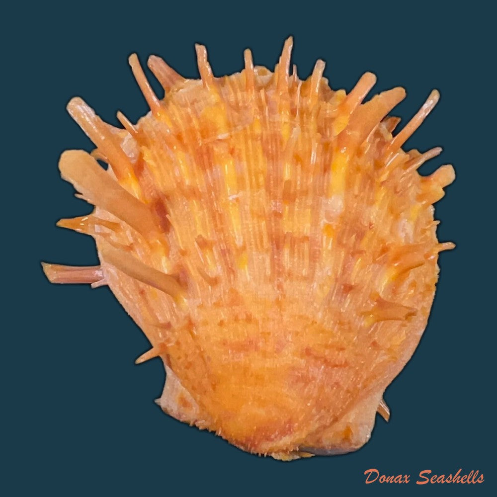 spondylus-ictericus-reeve-1856-80-4mm-copia