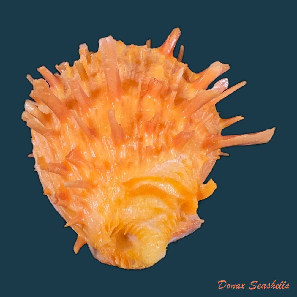 spondylus-ictericus-reeve-1856-80-4mm-copia