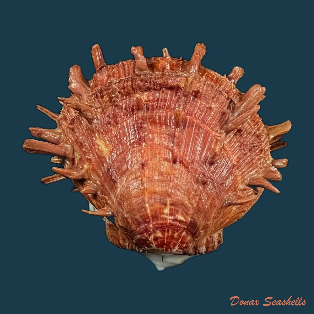 spondylus-ictericus-reeve-1856-89-8mm-copia