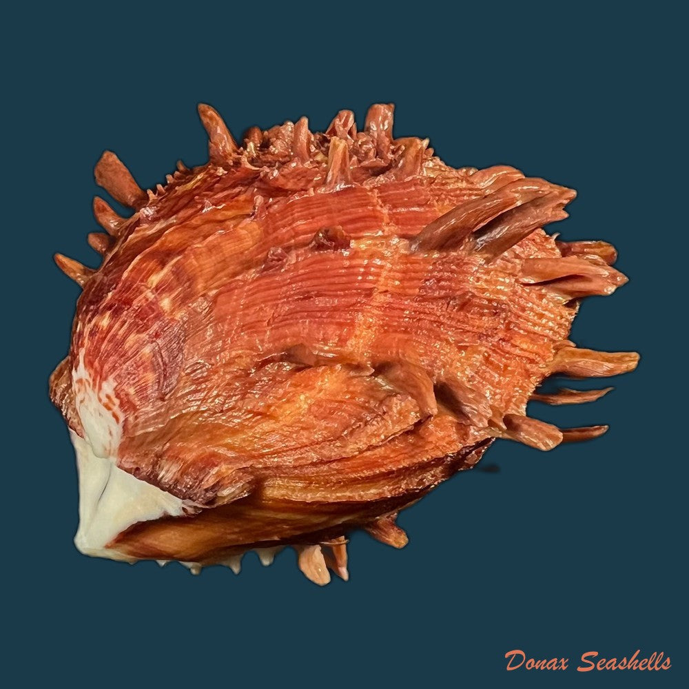 spondylus-ictericus-reeve-1856-89-8mm-copia