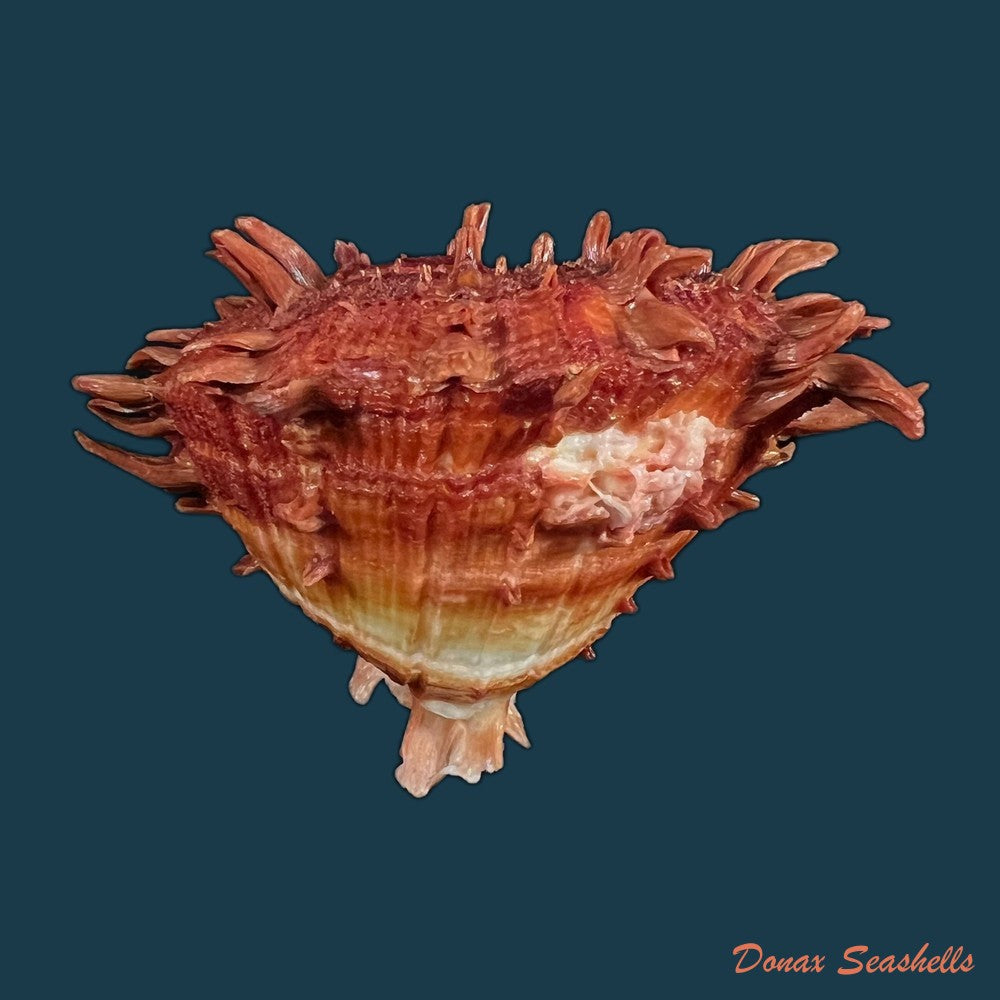 spondylus-ictericus-reeve-1856-89-8mm-copia