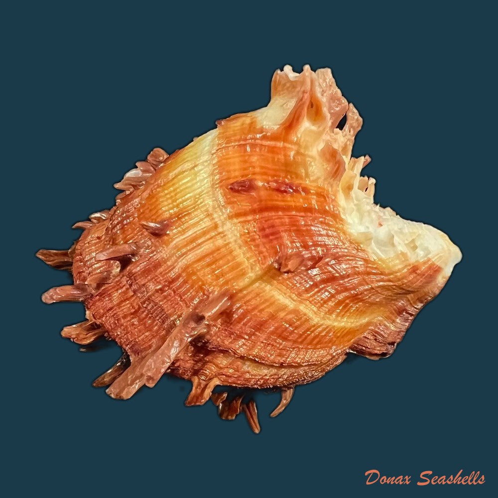 spondylus-ictericus-reeve-1856-89-8mm-copia