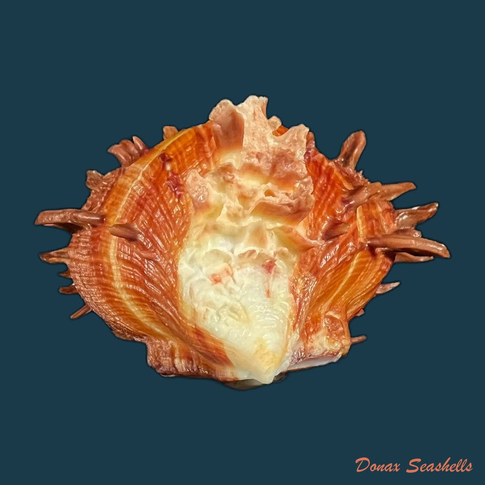 spondylus-ictericus-reeve-1856-89-8mm-copia