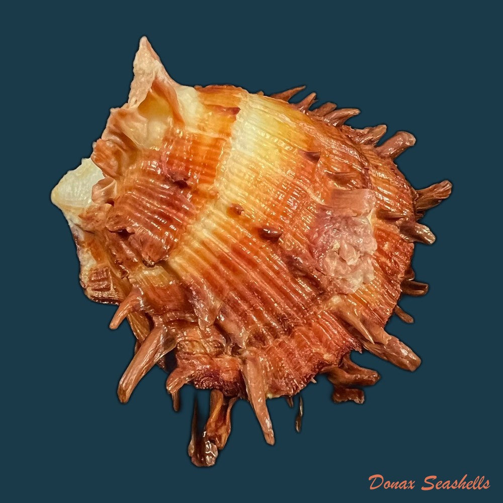 spondylus-ictericus-reeve-1856-89-8mm-copia