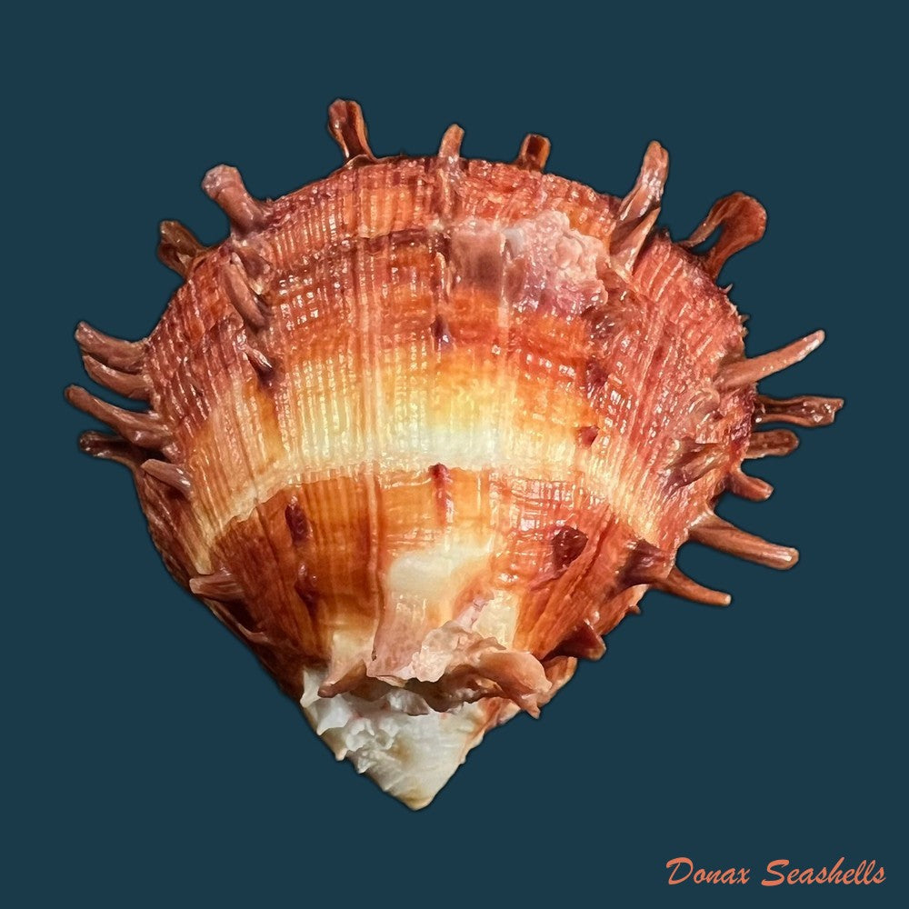 spondylus-ictericus-reeve-1856-89-8mm-copia