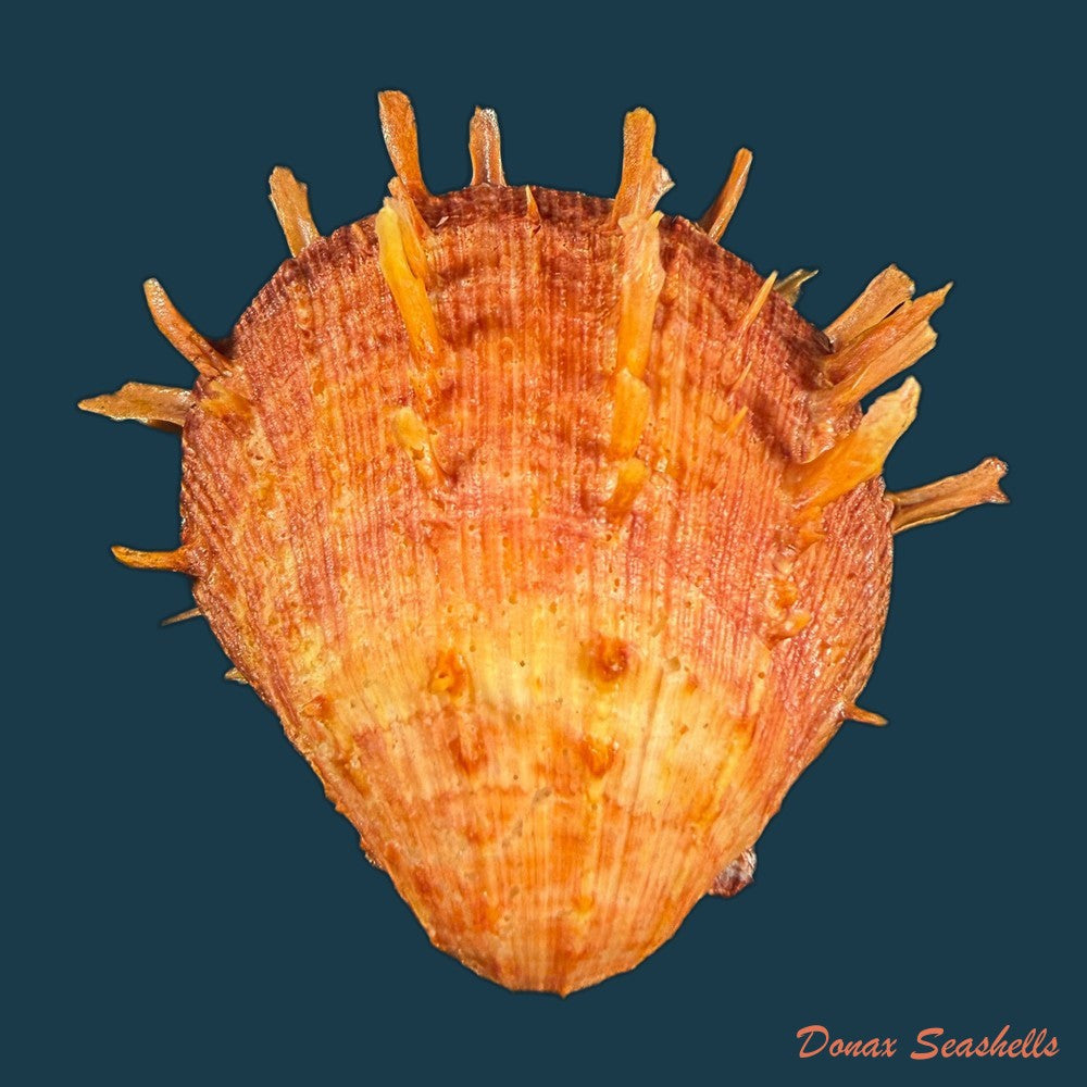 spondylus-ictericus-reeve-1856-91-6mm-copia