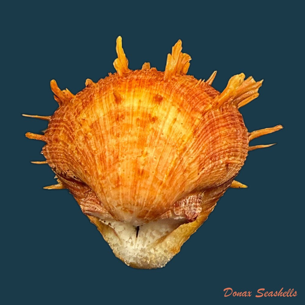 spondylus-ictericus-reeve-1856-91-6mm-copia