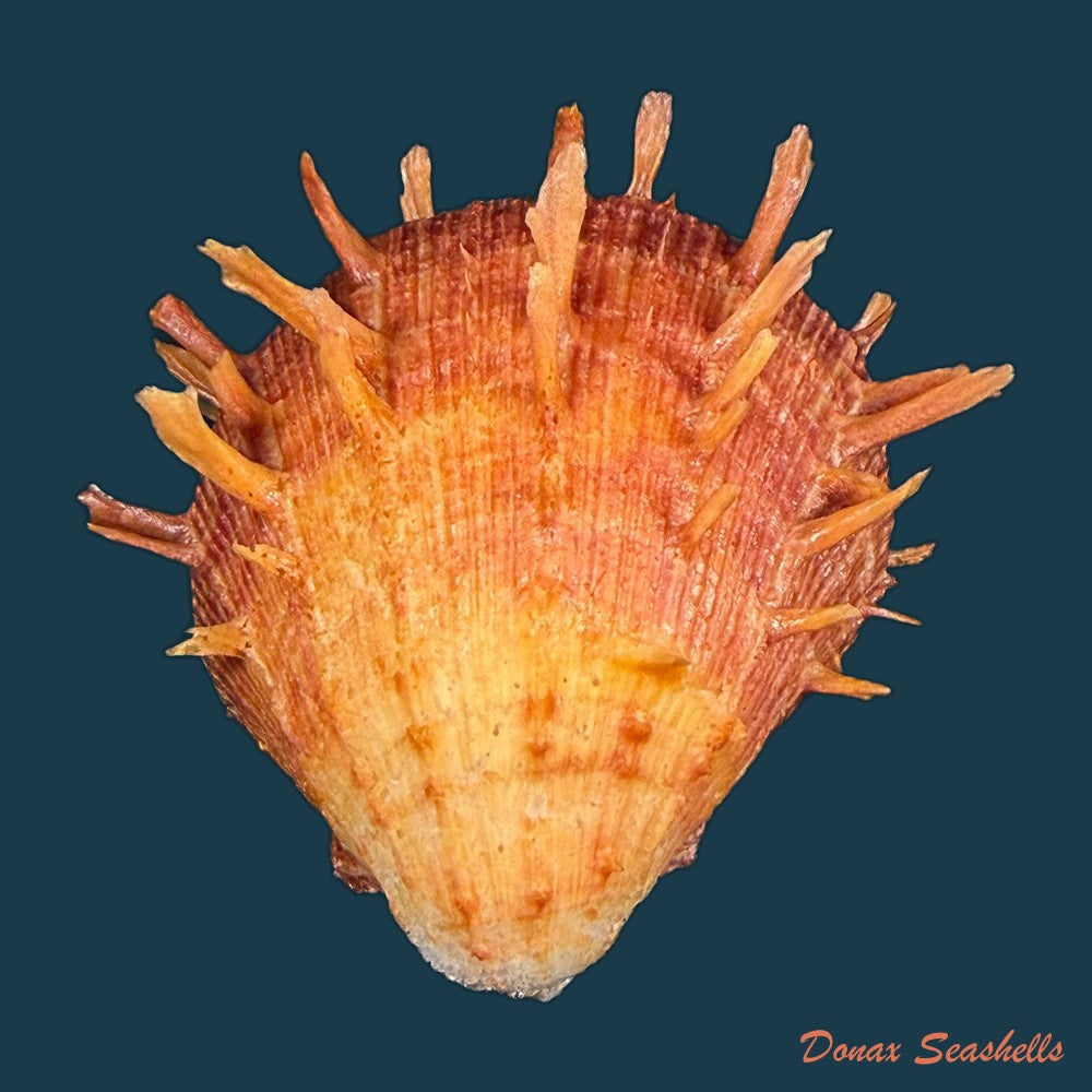 spondylus-ictericus-reeve-1856-91-6mm-copia