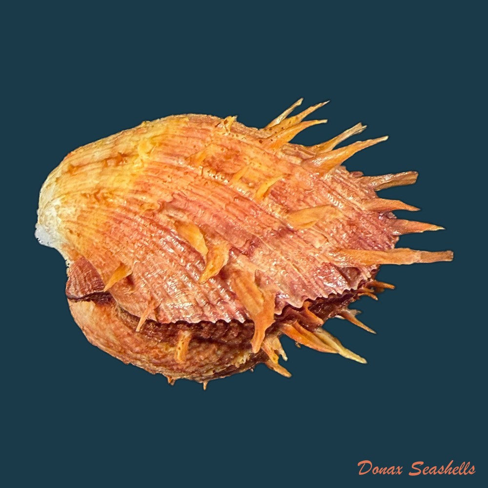 spondylus-ictericus-reeve-1856-91-6mm-copia