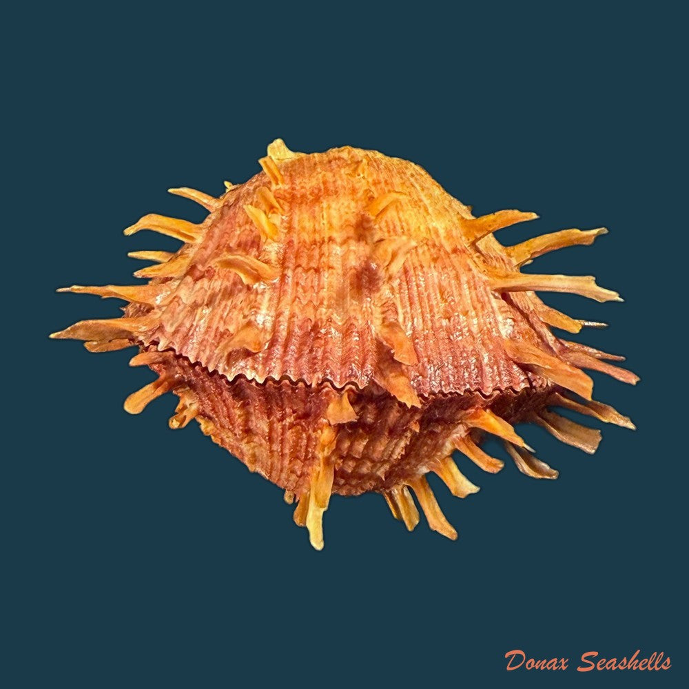 spondylus-ictericus-reeve-1856-91-6mm-copia