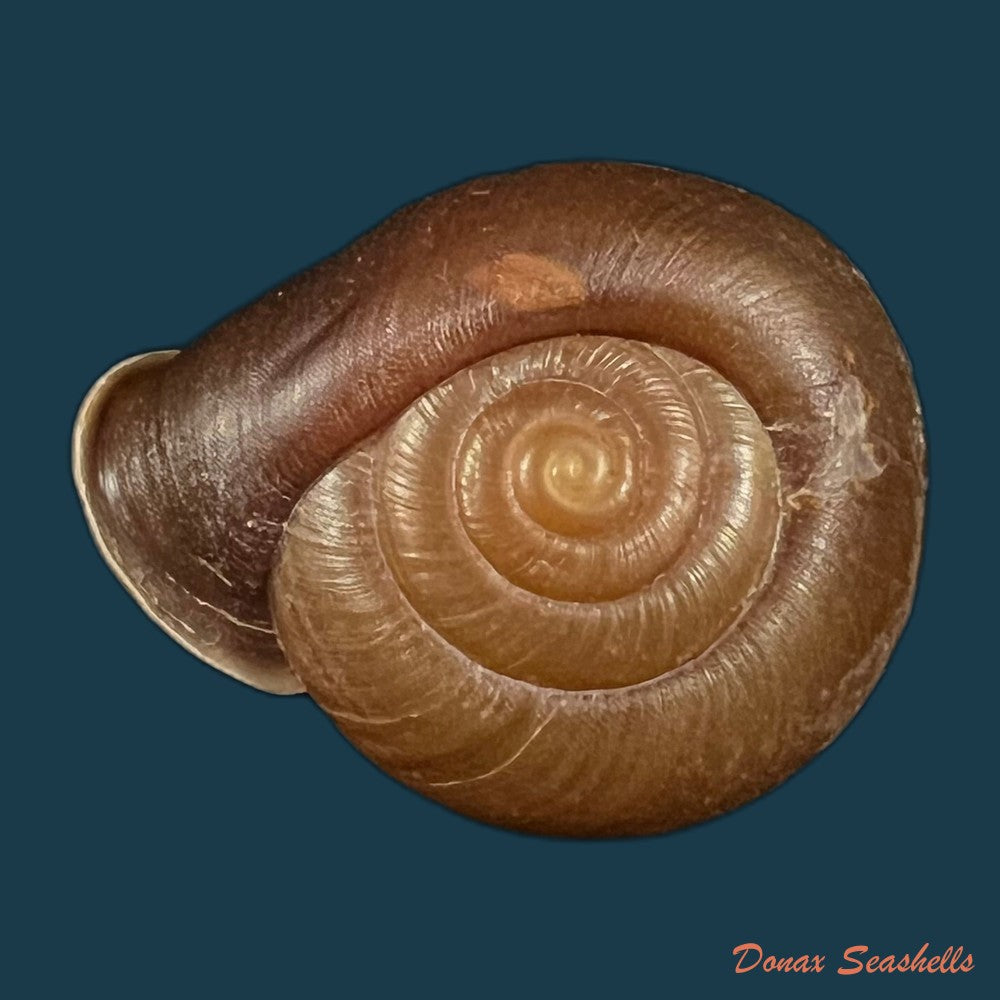 stegodera-angusticollis-e-von-martens-1875-26-9mm-copia