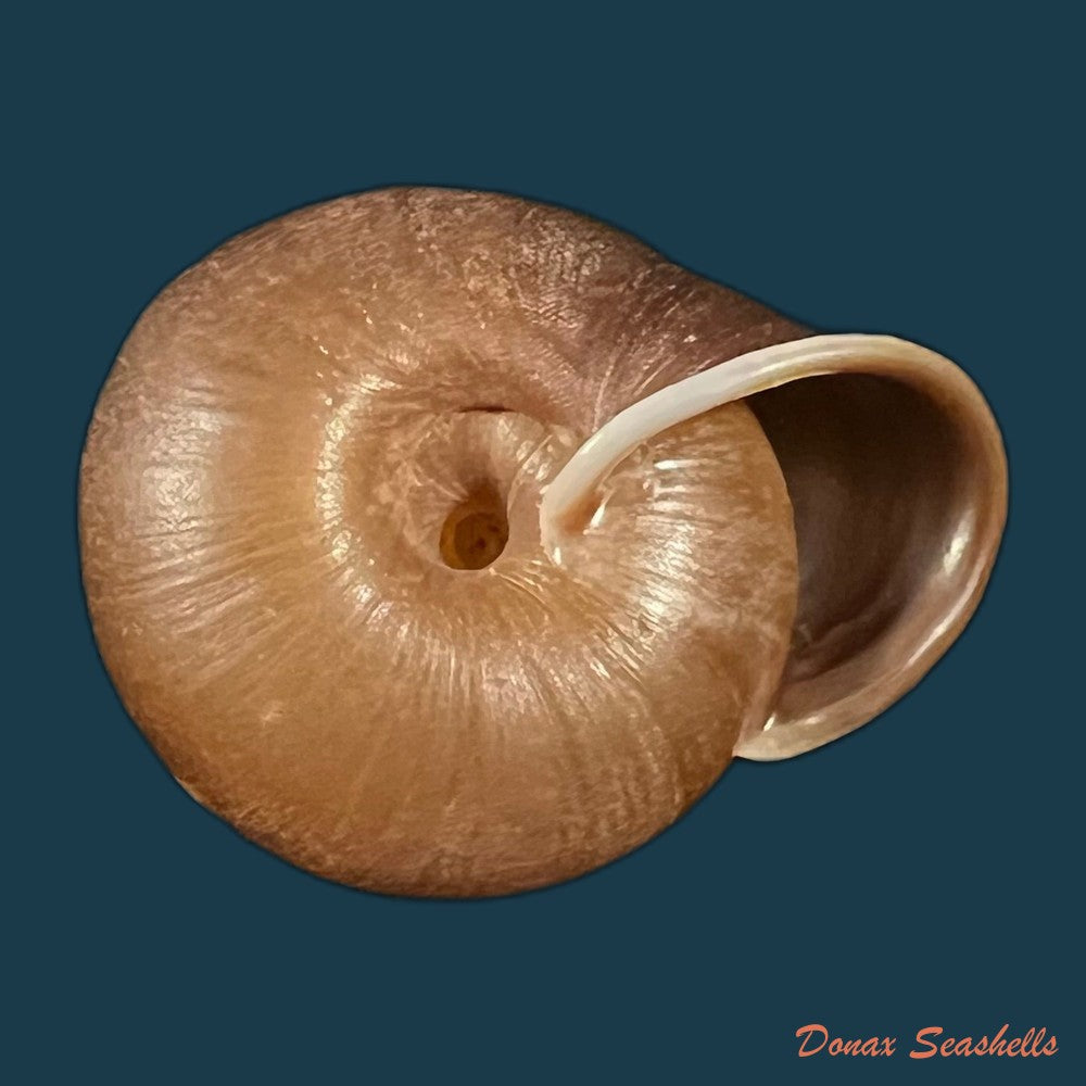 stegodera-angusticollis-e-von-martens-1875-26-9mm-copia