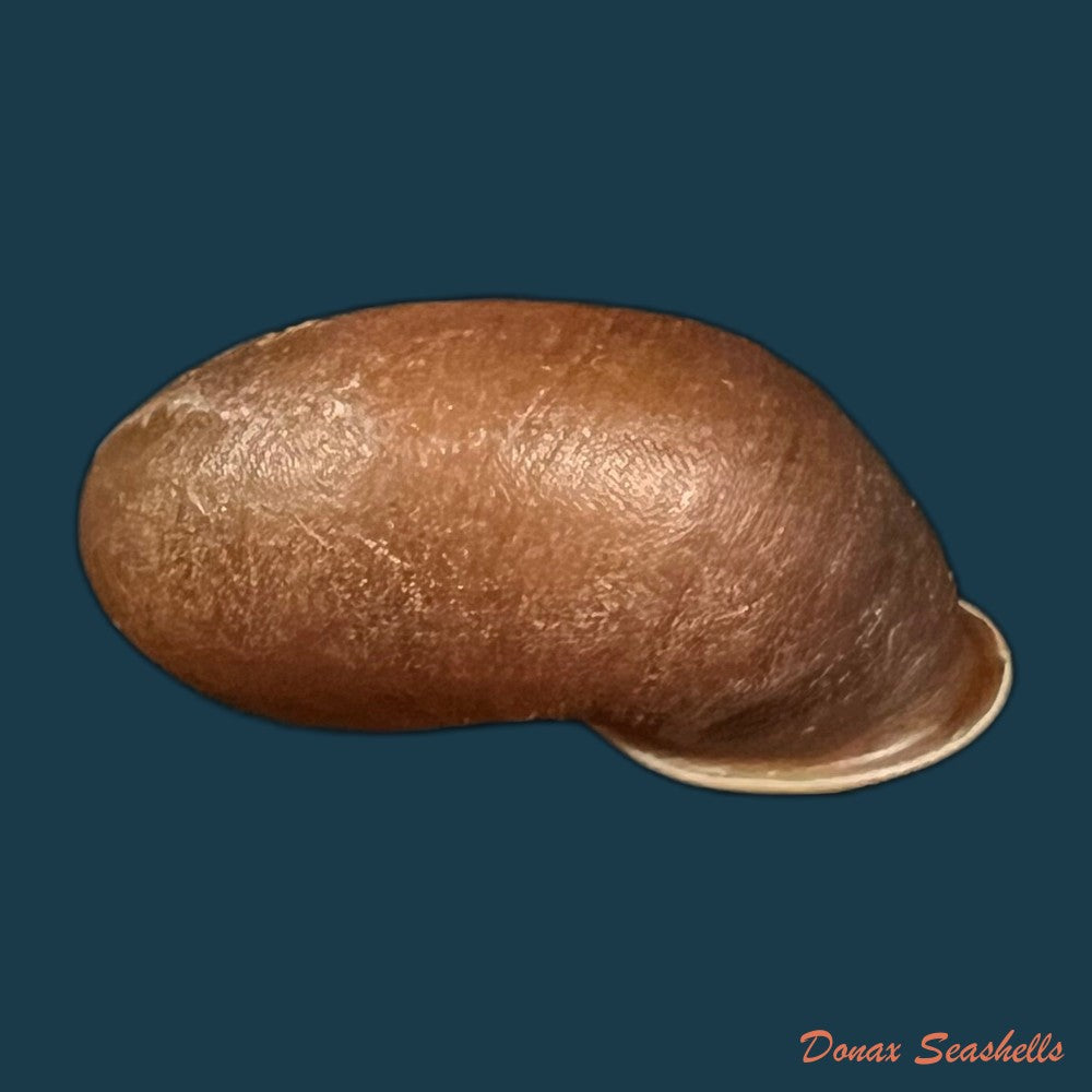 stegodera-angusticollis-e-von-martens-1875-26-9mm-copia