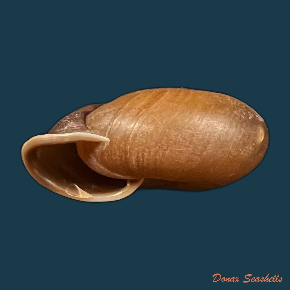 stegodera-angusticollis-e-von-martens-1875-26-9mm-copia
