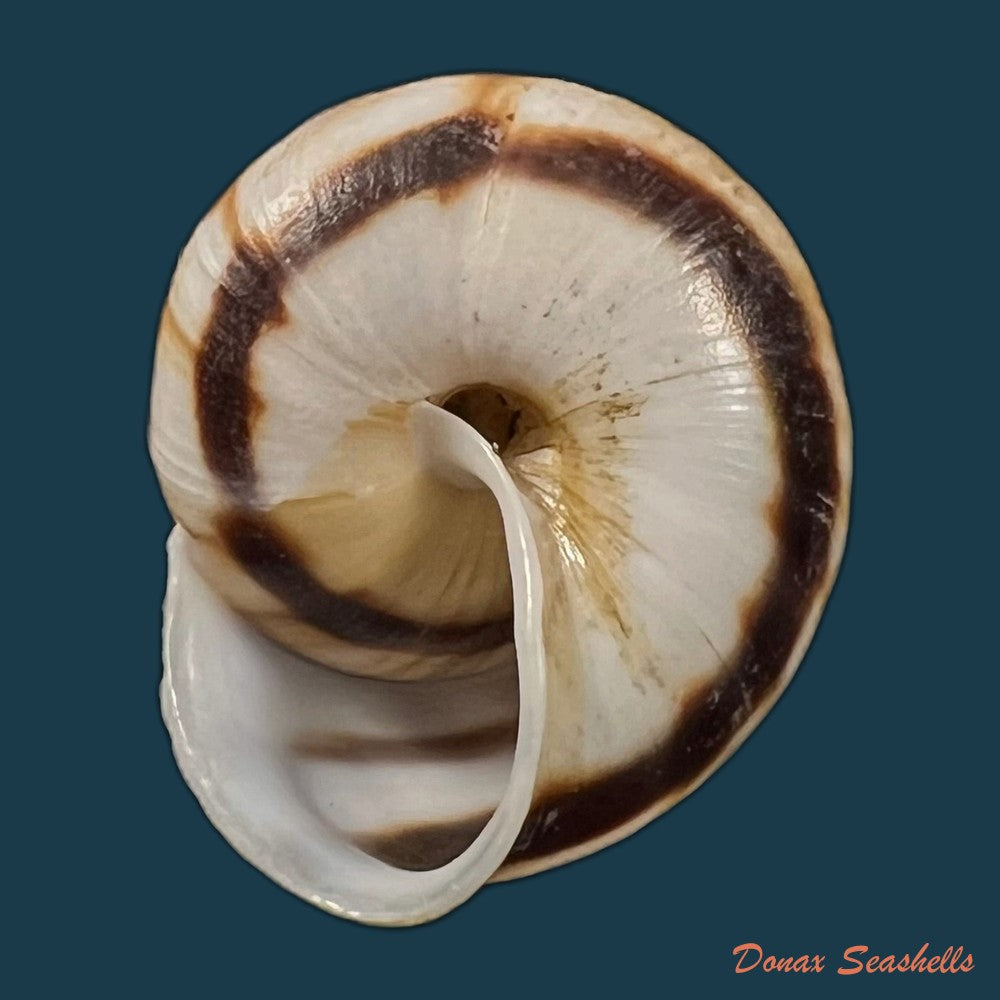 stegodera-angusticollis-e-von-martens-1875-28-2mm-copia