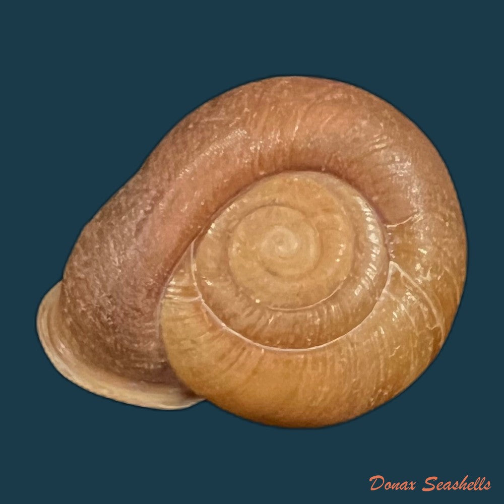 stegodera-angusticollis-e-von-martens-1875-29-8mm-copia-1
