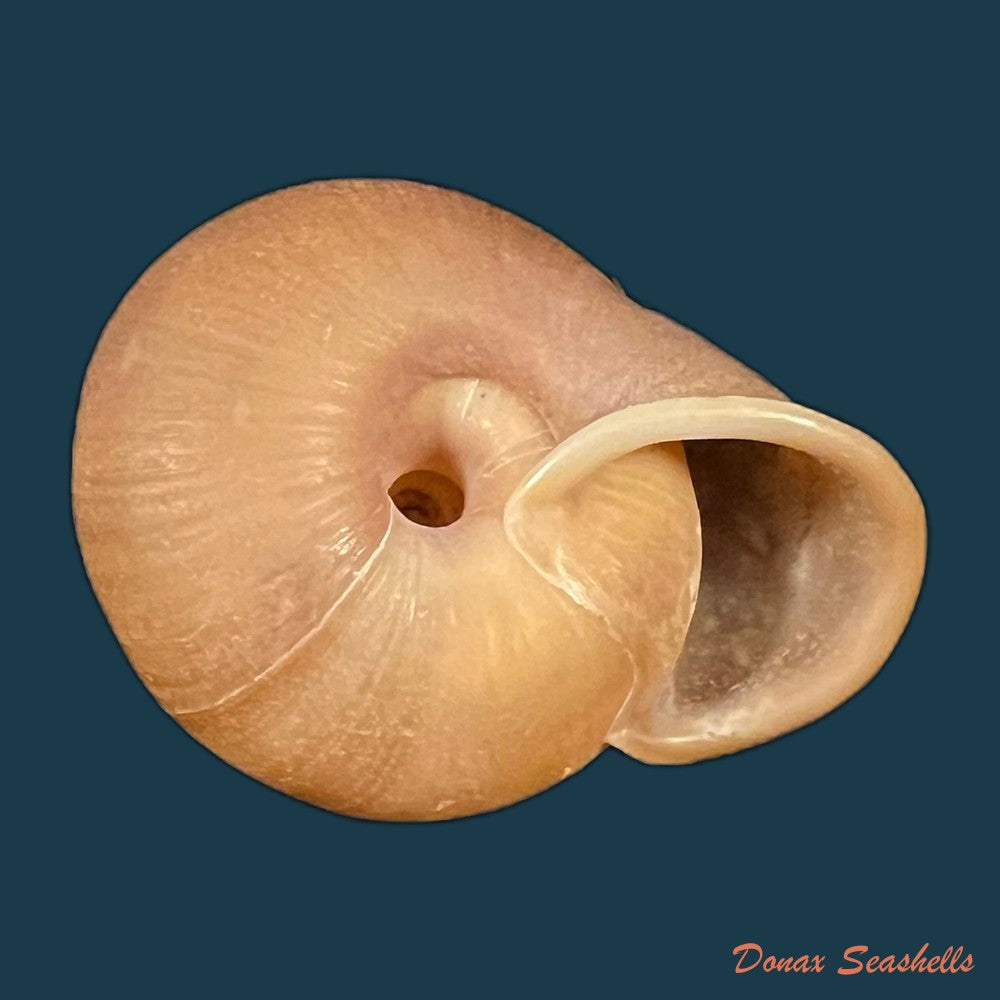 stegodera-angusticollis-e-von-martens-1875-29-8mm-copia-1