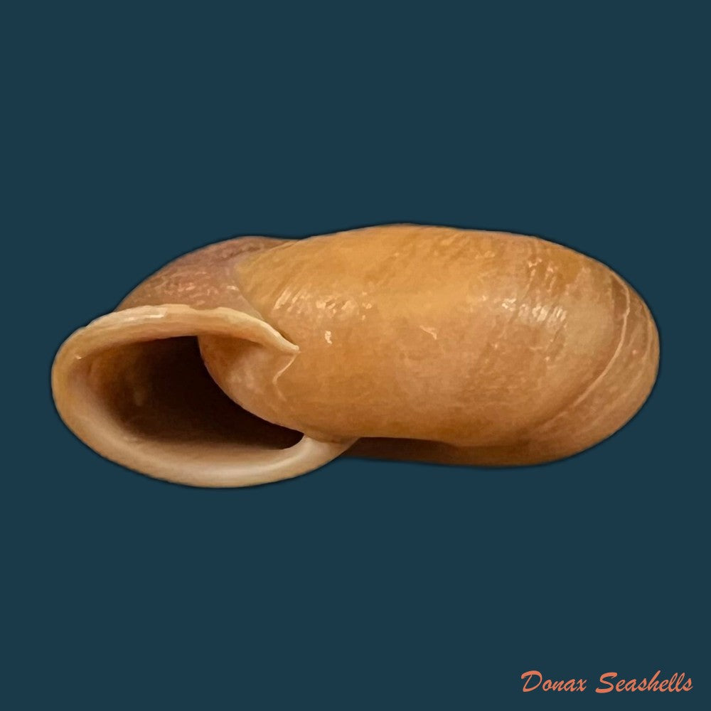 stegodera-angusticollis-e-von-martens-1875-29-8mm-copia-1