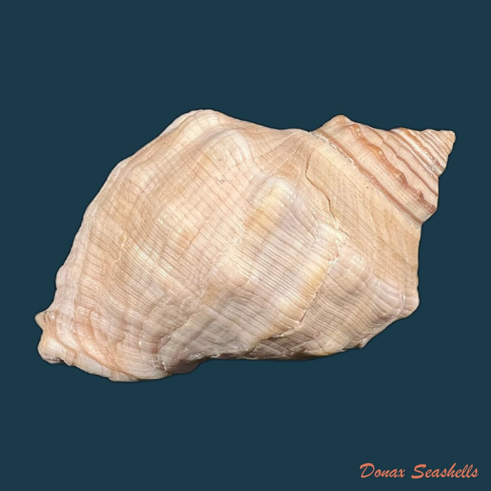 stramonita-haemastoma-linnaeus-1767-76-1mm-copia