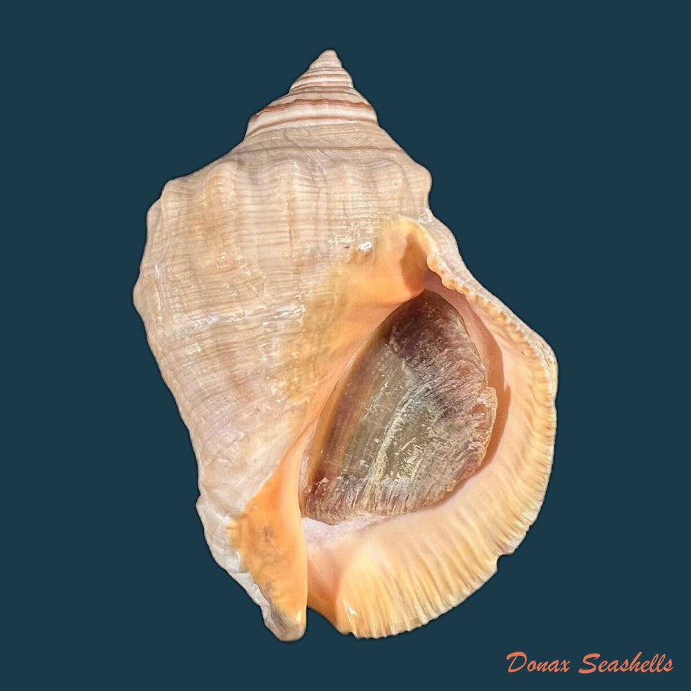 stramonita-haemastoma-linnaeus-1767-76-1mm-copia