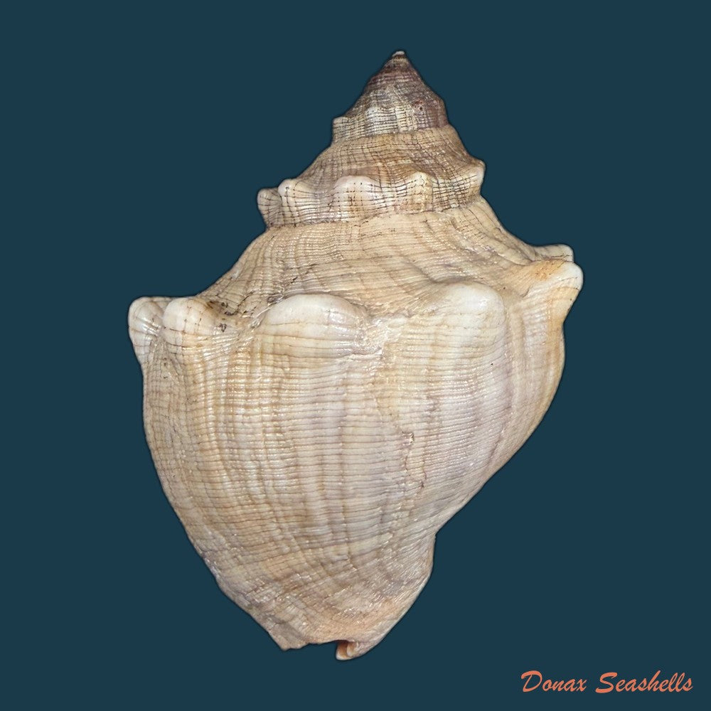 stramonita-haemastoma-linnaeus-1767-84-1mm-copia-1