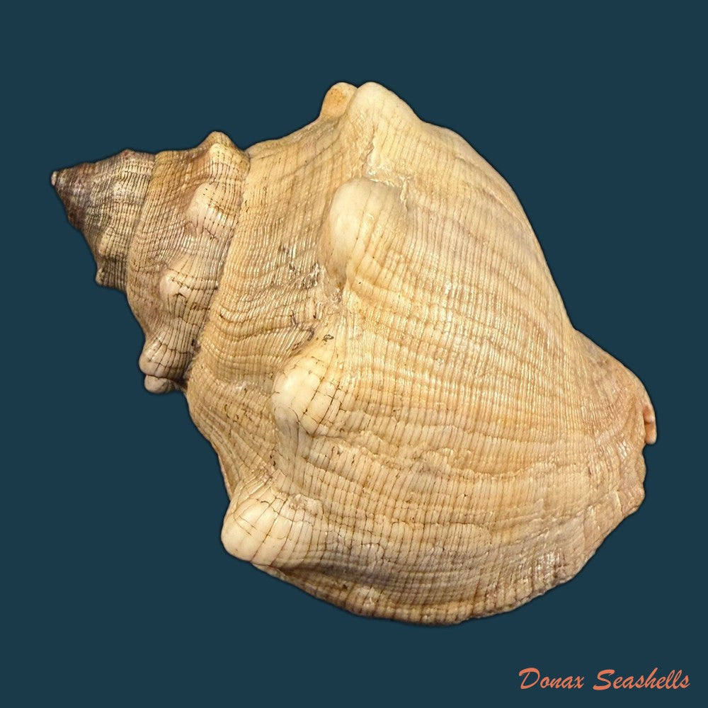 stramonita-haemastoma-linnaeus-1767-84-1mm-copia-1