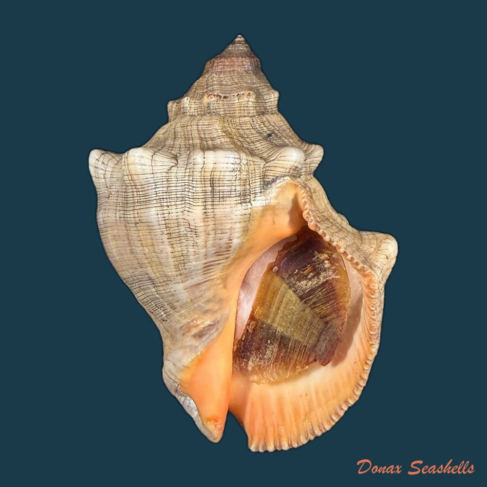 stramonita-haemastoma-linnaeus-1767-84-1mm-copia-1