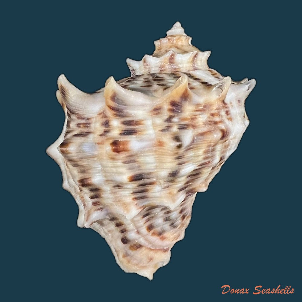 stramonita-haemastoma-linnaeus-1767-84-1mm-copia