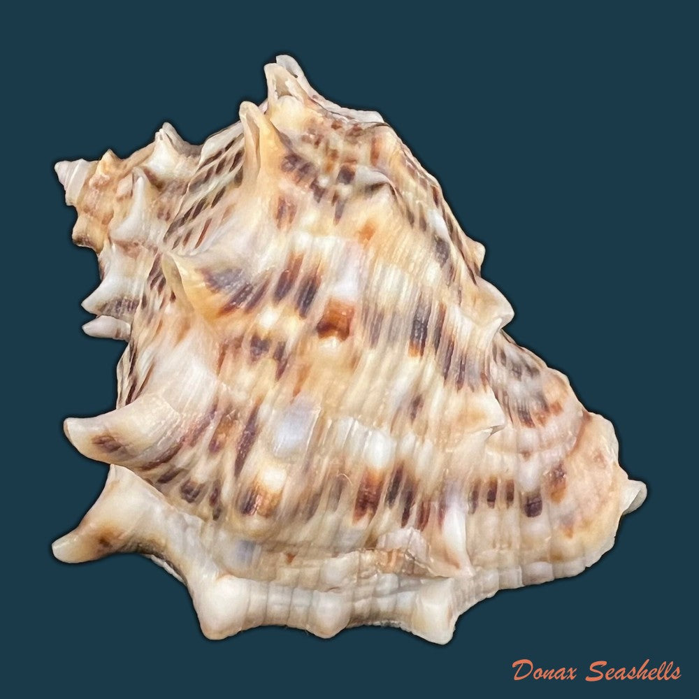 stramonita-haemastoma-linnaeus-1767-84-1mm-copia