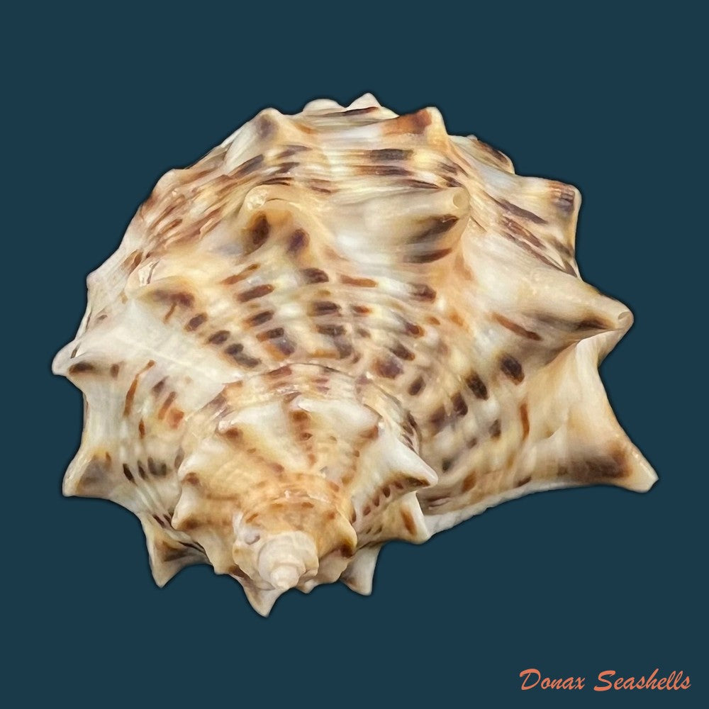 stramonita-haemastoma-linnaeus-1767-84-1mm-copia