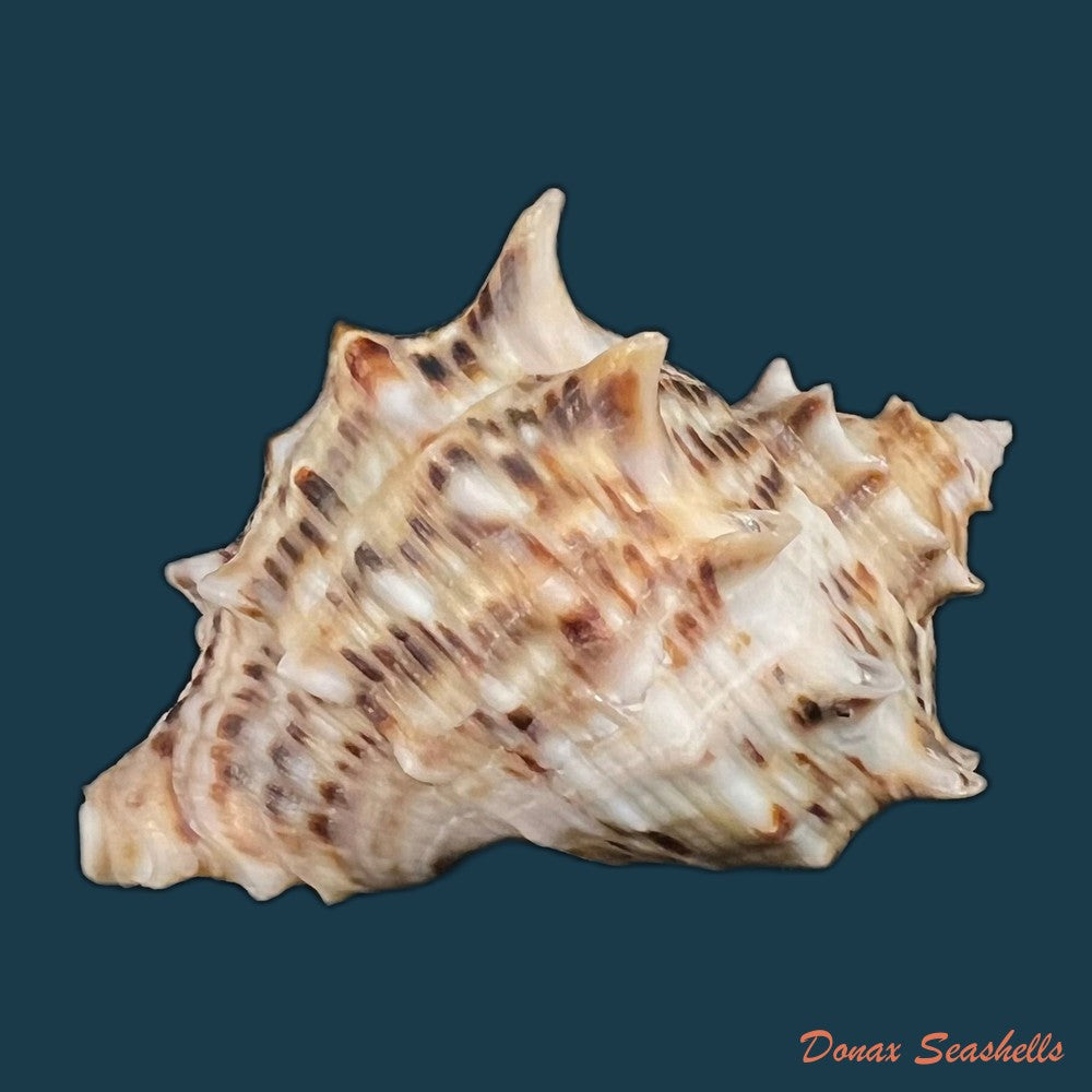 stramonita-haemastoma-linnaeus-1767-84-1mm-copia