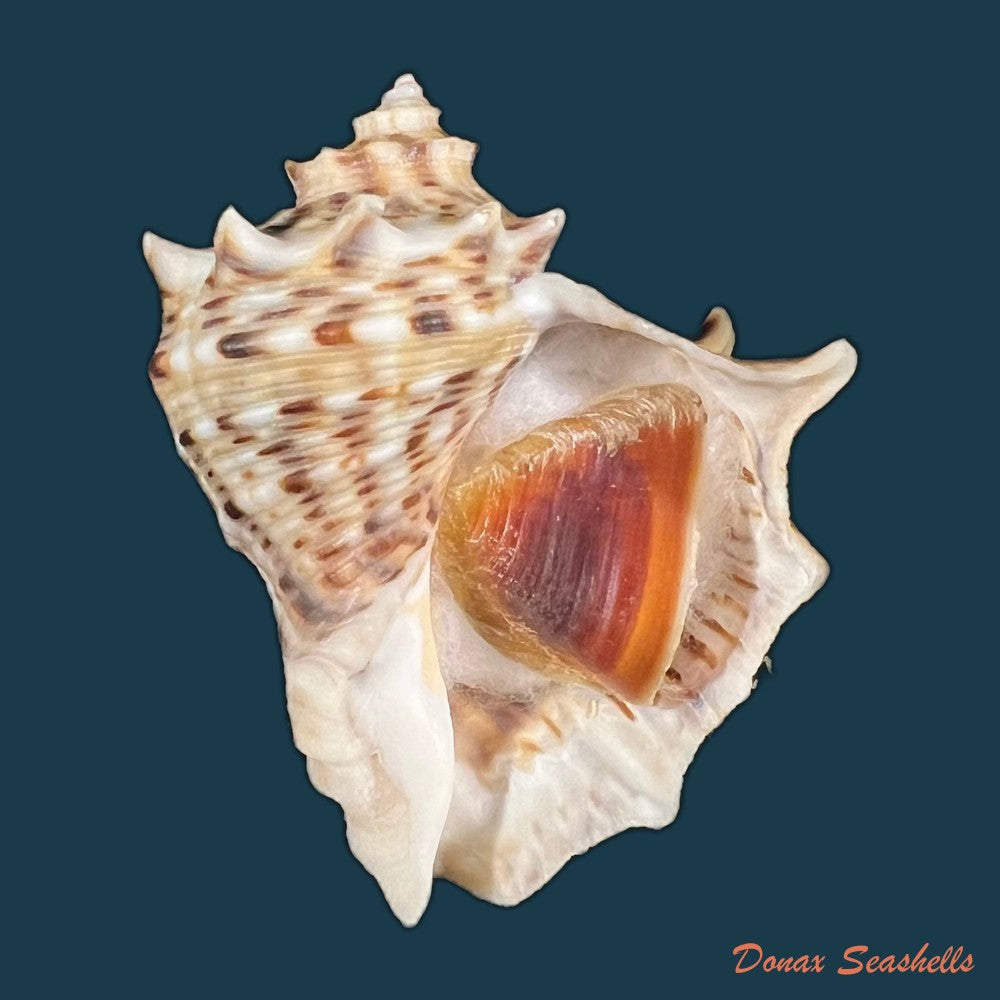 stramonita-haemastoma-linnaeus-1767-84-1mm-copia