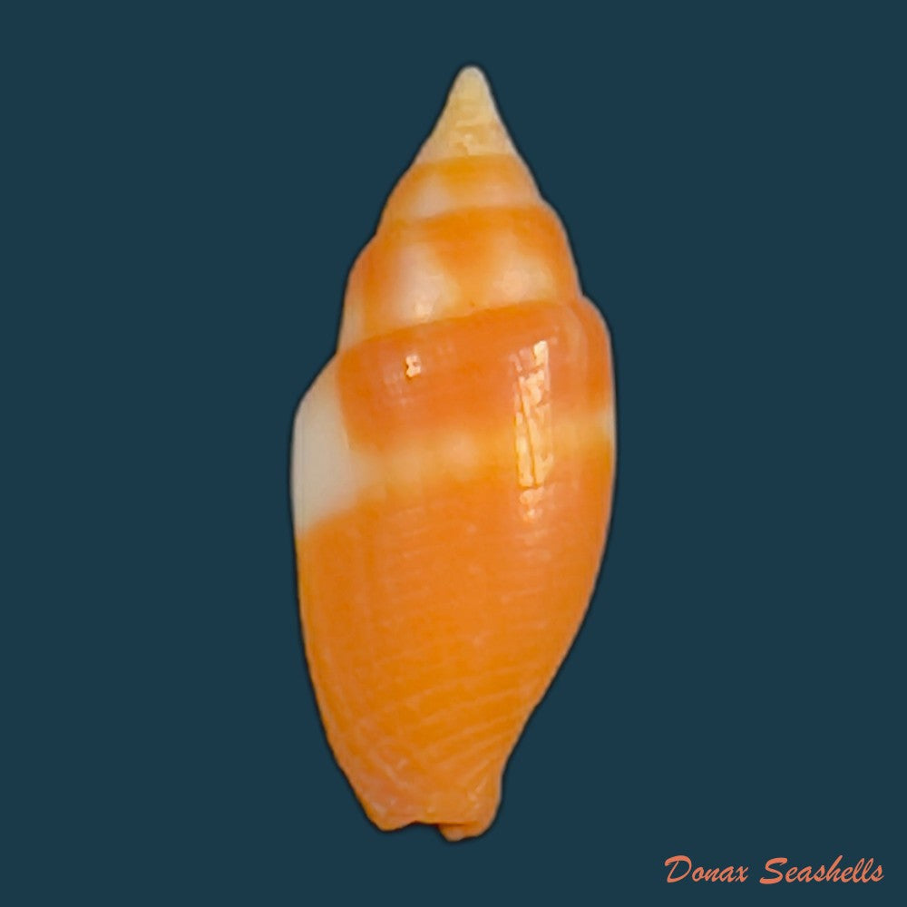 strigatella-litterata-lamarck-1811-19-4mm-copia