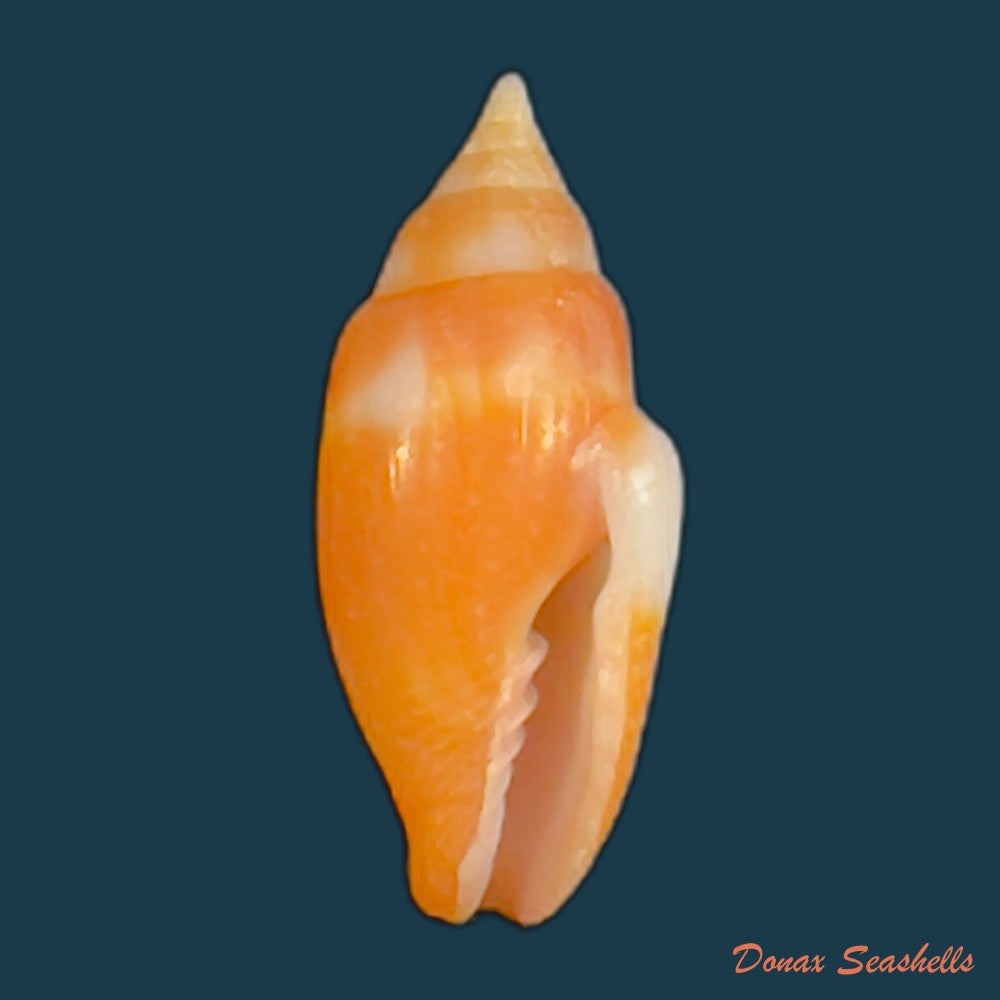 strigatella-litterata-lamarck-1811-19-4mm-copia