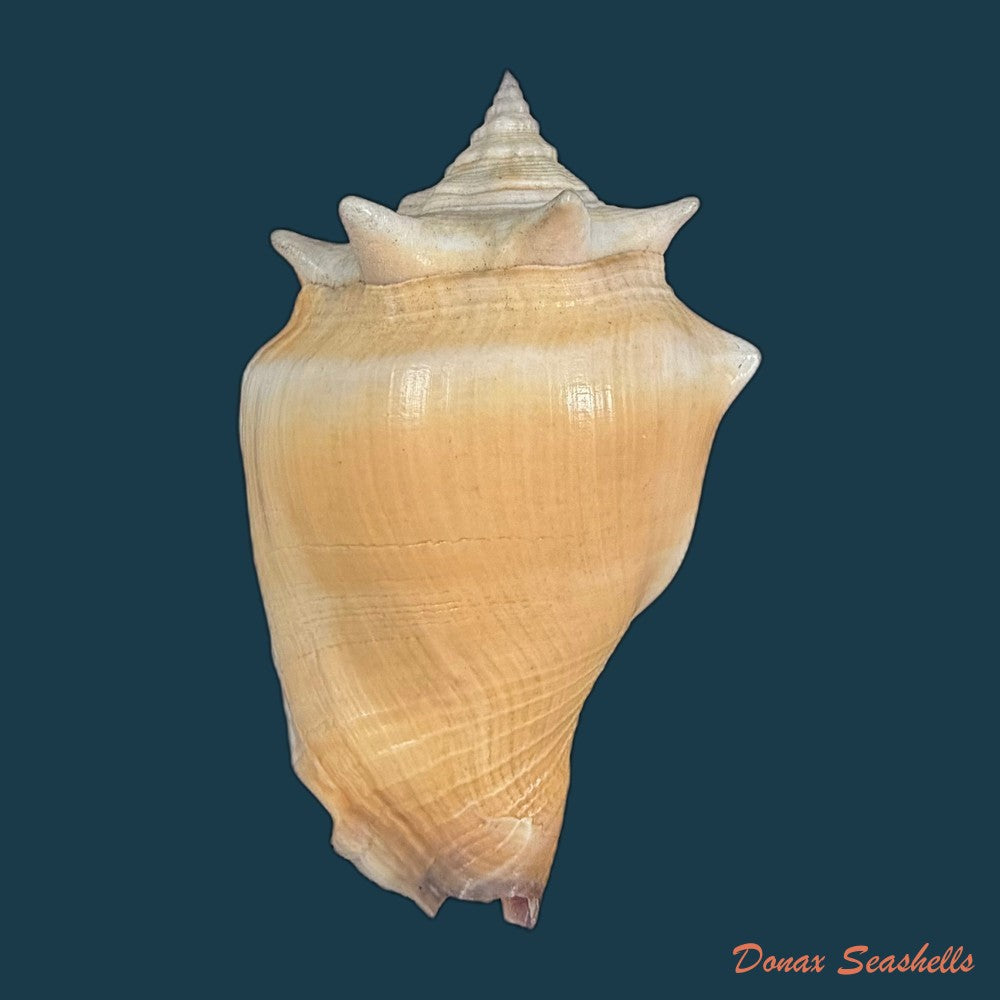 strombus-pugilis-linnaeus-1758-64mm-copia