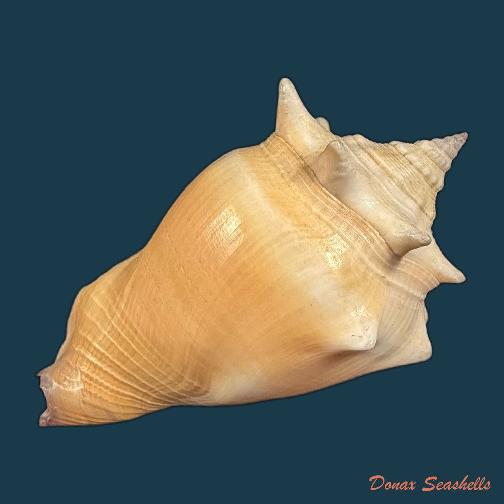 strombus-pugilis-linnaeus-1758-64mm-copia